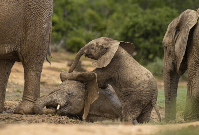 Young African elephants playing