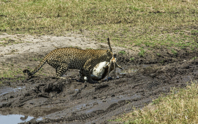 Leopard killing Thomson's gazelle